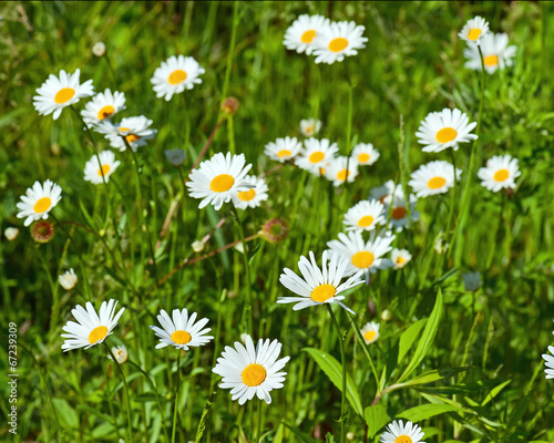Green flowering meadow with white daisies.