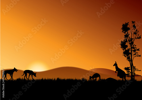 dingo and kangaroos in sunset