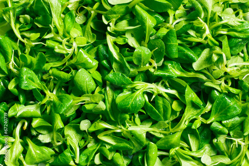 Slika na platnu corn salad, lamb's lettuce