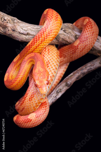 Corn snake wrapped around an old branch