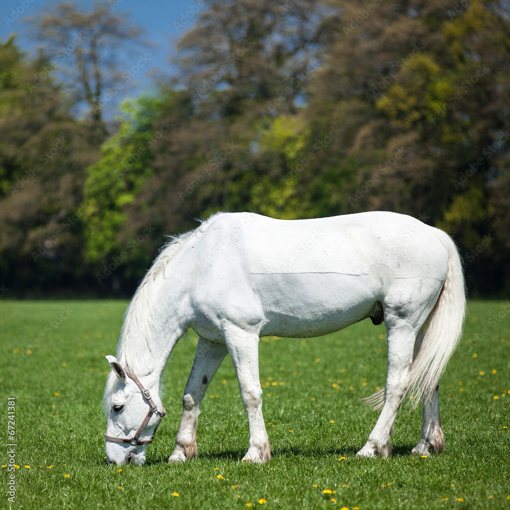 Arabian white horse in a green field Arabian white horse in a green field