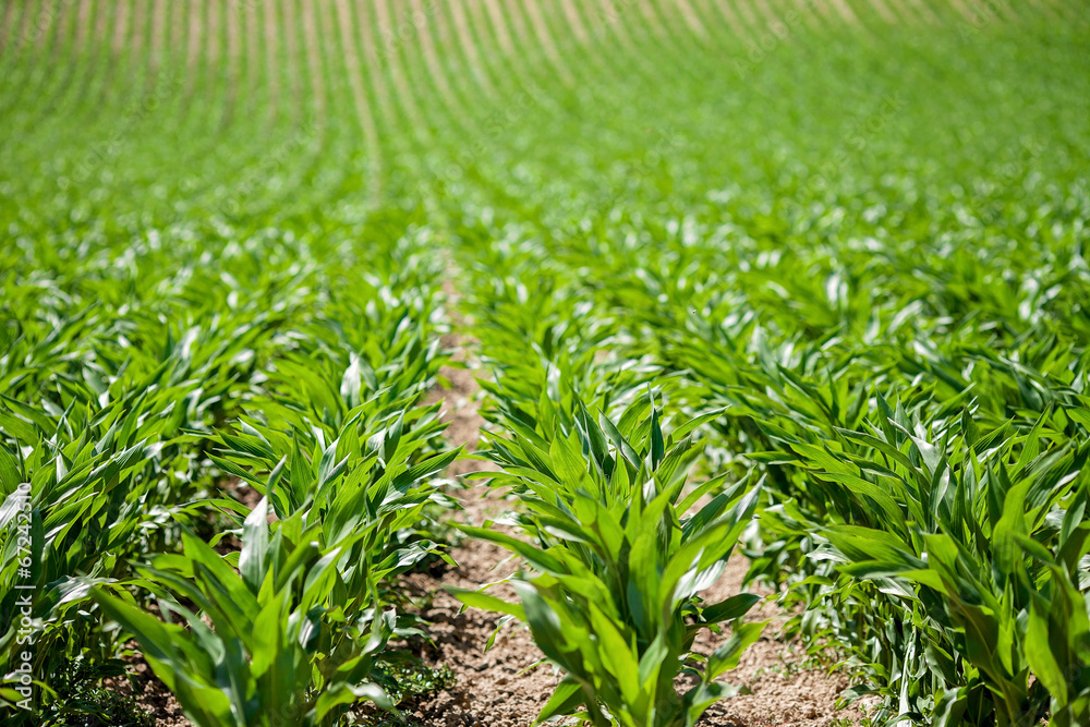 Fototapeta premium Corn field in Provence