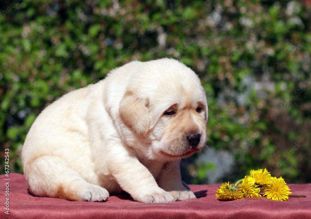 newborn yellow labrador puppy with dandelions newborn yellow labrador puppy with dandelions