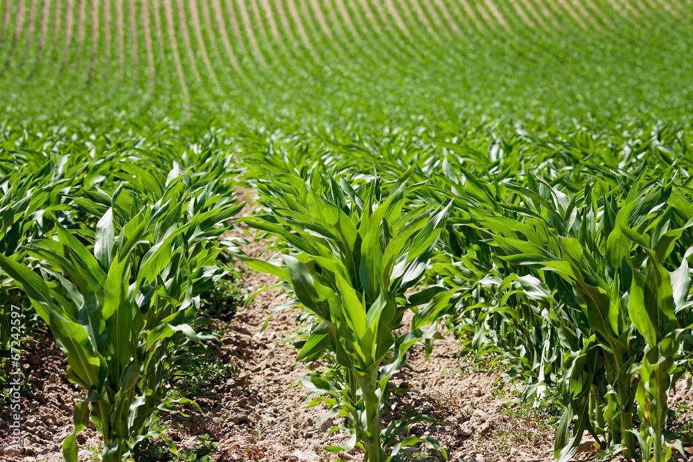 Fototapeta premium Corn field in Provence