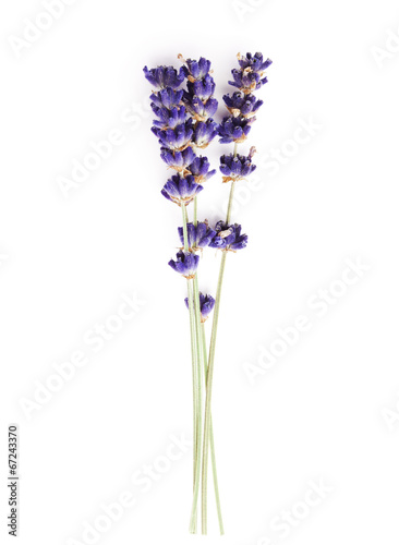 Lavendel