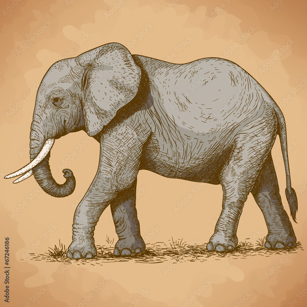Obraz premium vector illustration of engraving elephant