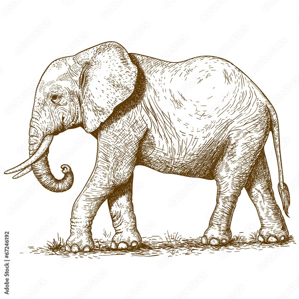 Naklejka premium vector illustration of engraving elephant