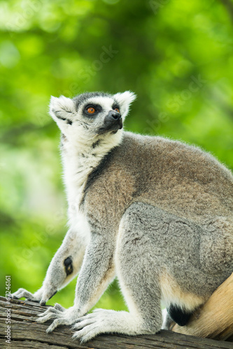 Ring tailed lemur