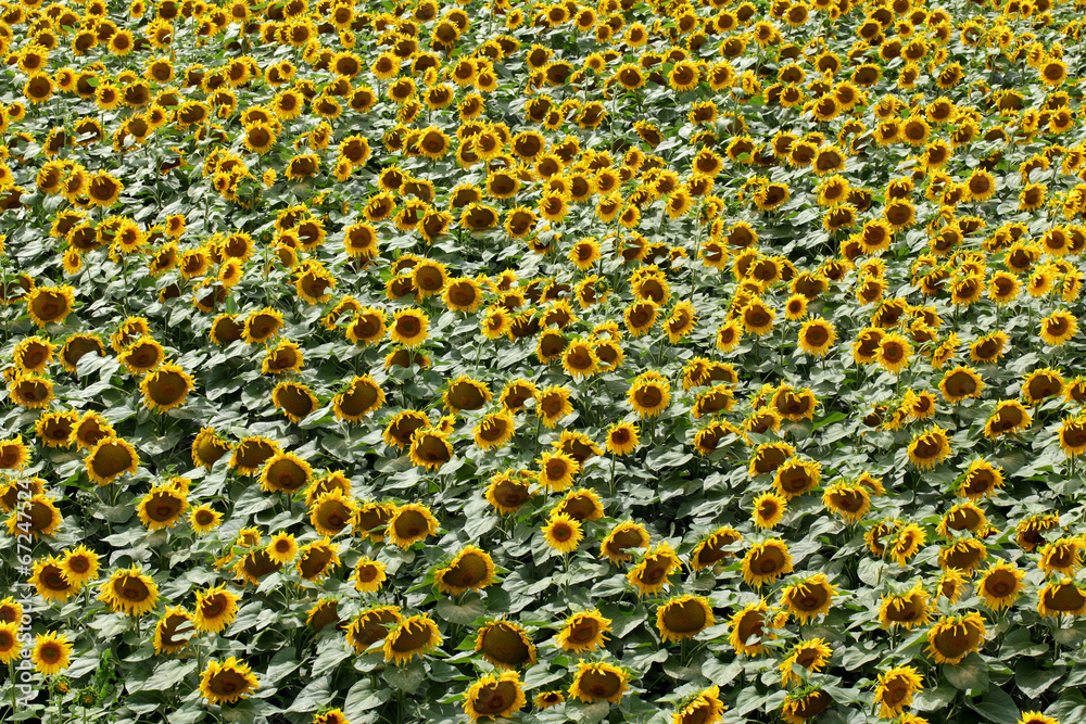Agriculture, sunflower plant in summer Agriculture, sunflower plant in summer