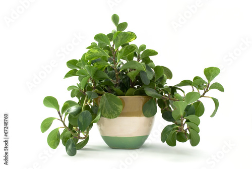 Isolated green plant in flowerpot.