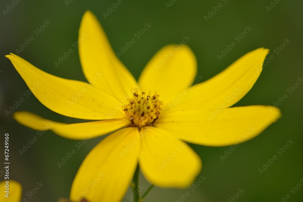 gelbe tulpe gelbe tulpe