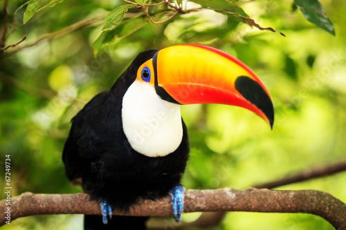 Colorful tucan in the aviary #67249734