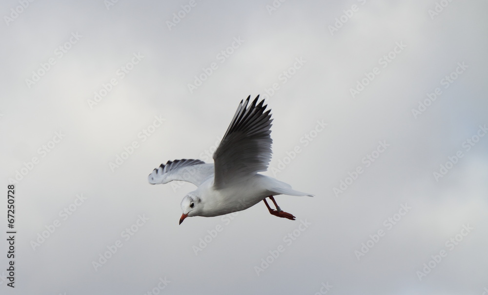 Fototapeta premium Möve fliegt im Sturzflug
