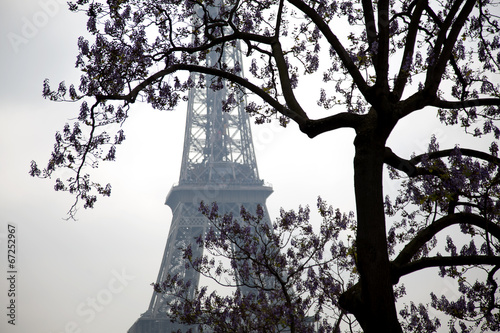 Big tree on the Eiffel tower, Paris. France.