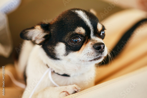 Chihuahua dog close up portrait © Grigory Bruev