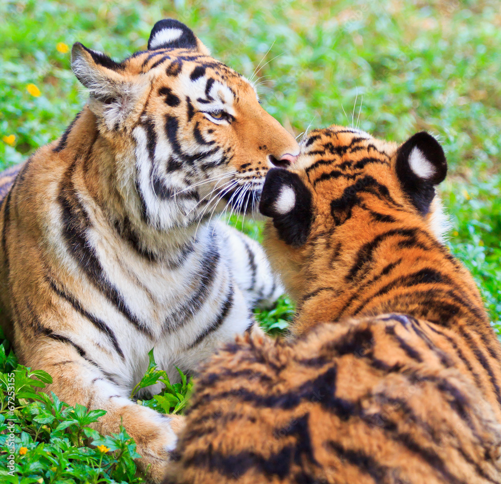 Fototapeta premium Tiger