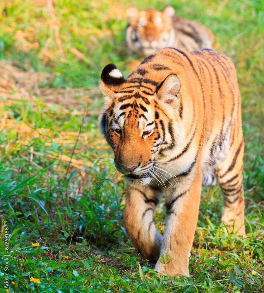 Fototapeta premium Tiger