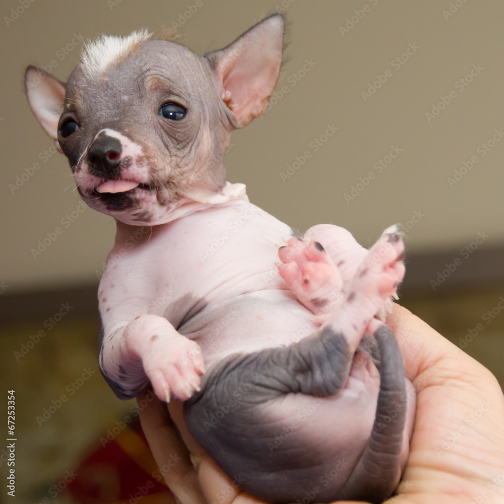 Wunschmotiv: Baby Chihuahua #67253354