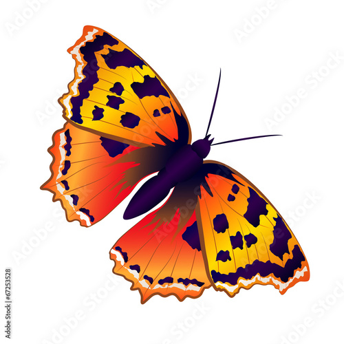 butterflies design
