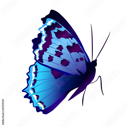 butterflies design