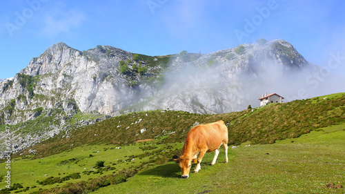 Picturesque nature landscape with cow.