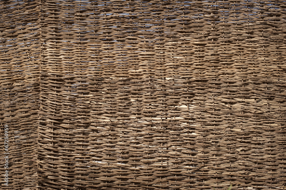 Obraz premium wood texture with intertwined branches