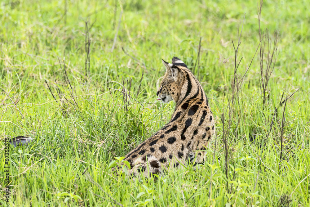 Naklejka premium Tansania-Serval-14513