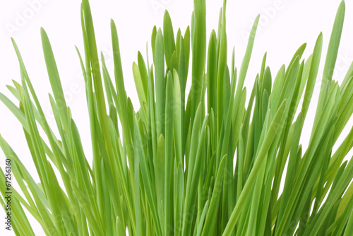 Green grass. Isolated on white.