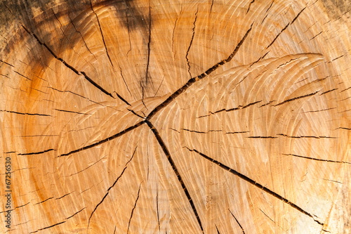 Holz Stirnseite Trocknungsrisse
