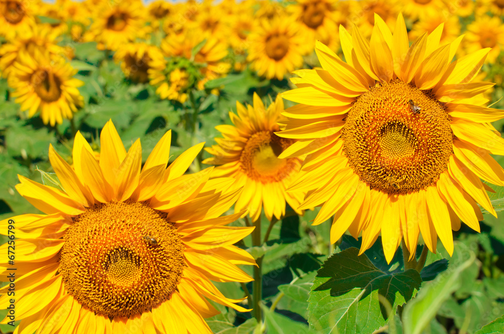 Sunflower Sunflower