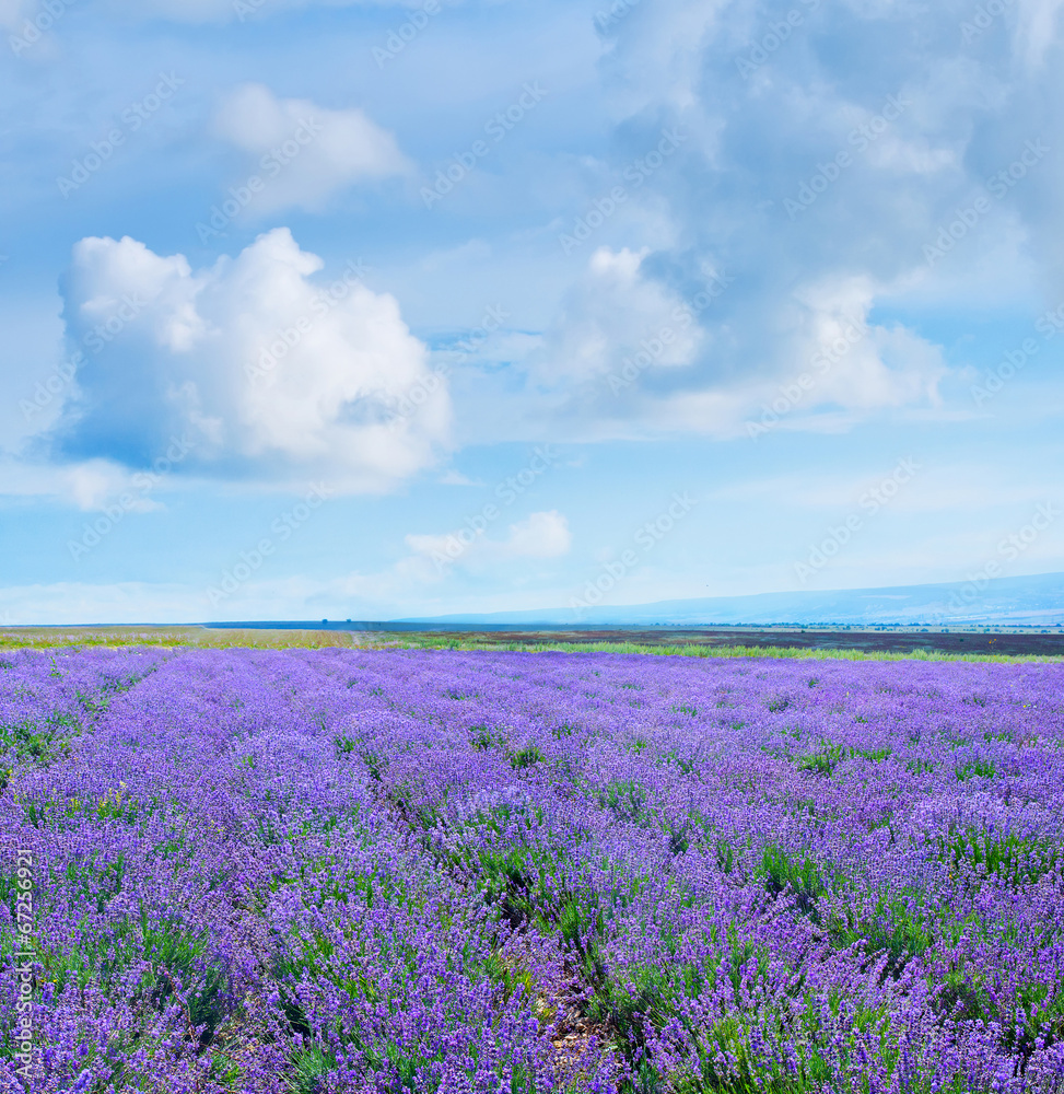 lavender lavender