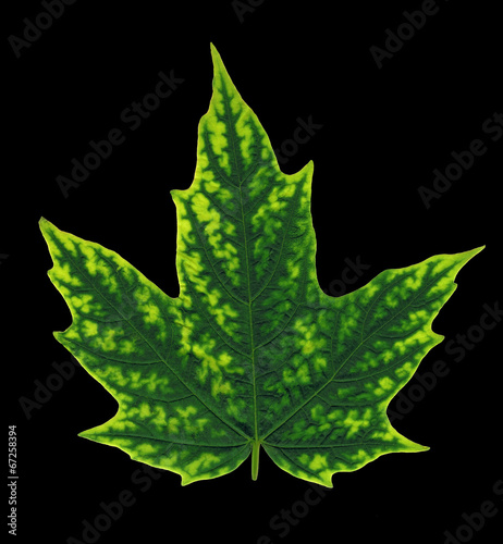 Rare green maple leaf