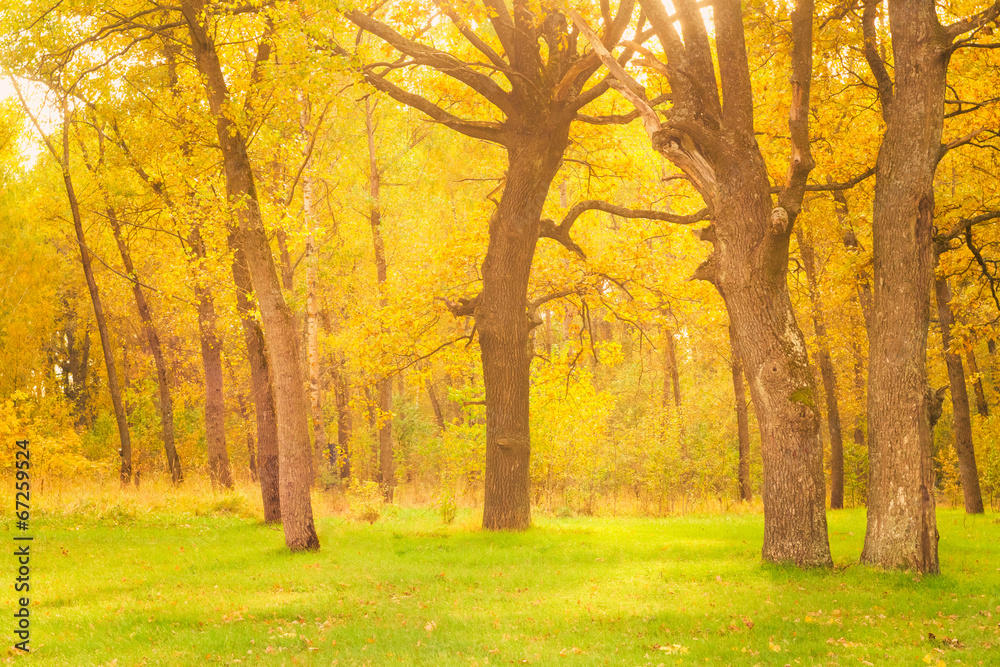 Dawn in old summer forest