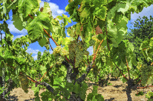 grapes on a vine photo