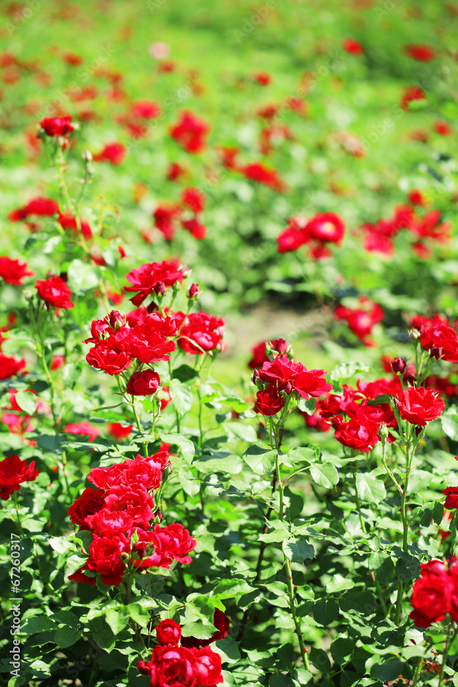 Beautiful red roses on green bush