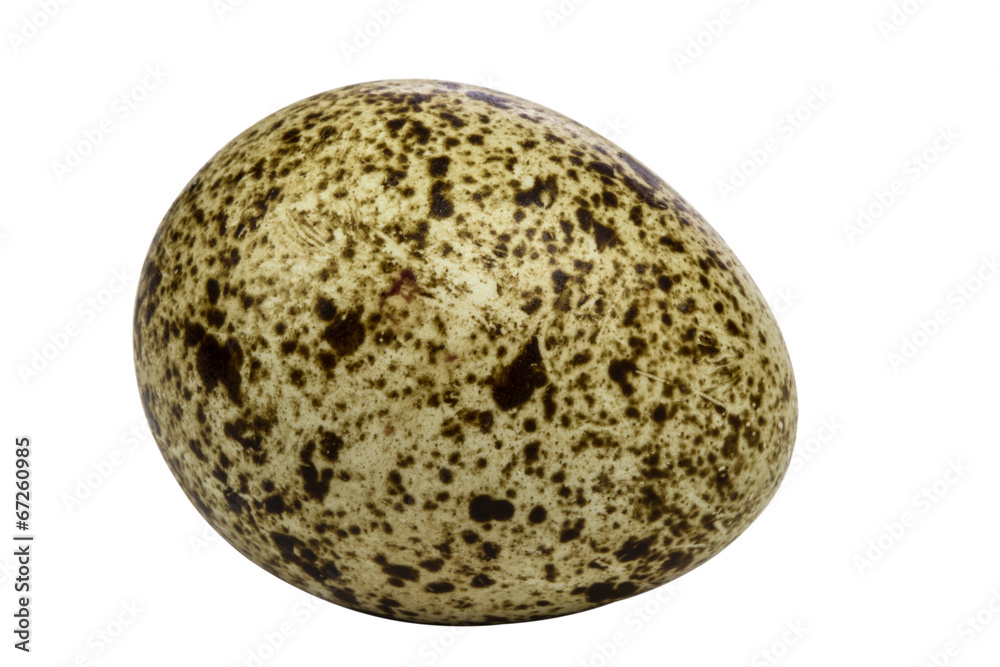 One quail egg One quail egg
