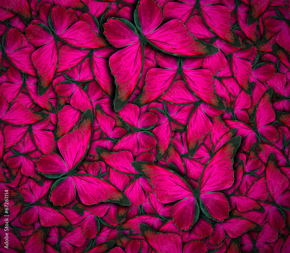 Fototapeta premium beautiful butterfly background