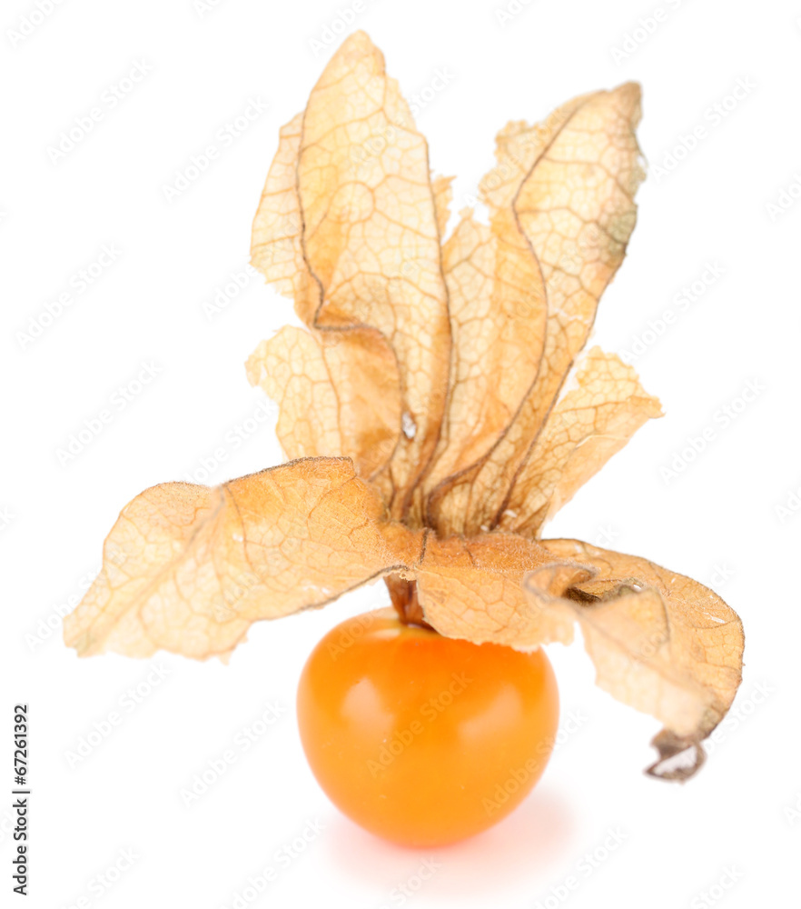 Physalis fruit, isolated on white Physalis fruit, isolated on white