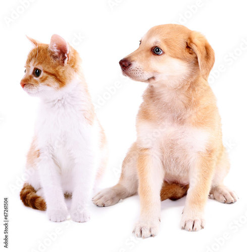 Little kitten and retriever puppy isolated on white