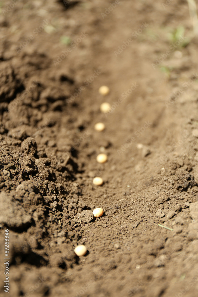 Sowing seeds into soil Sowing seeds into soil