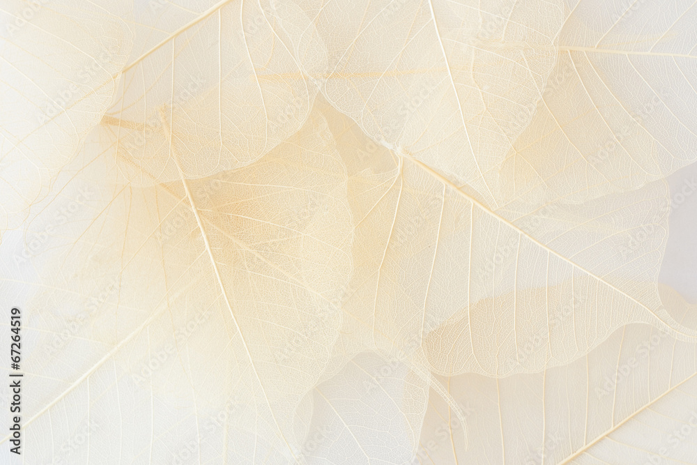 Fototapeta premium white folliage