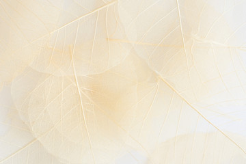 white folliage