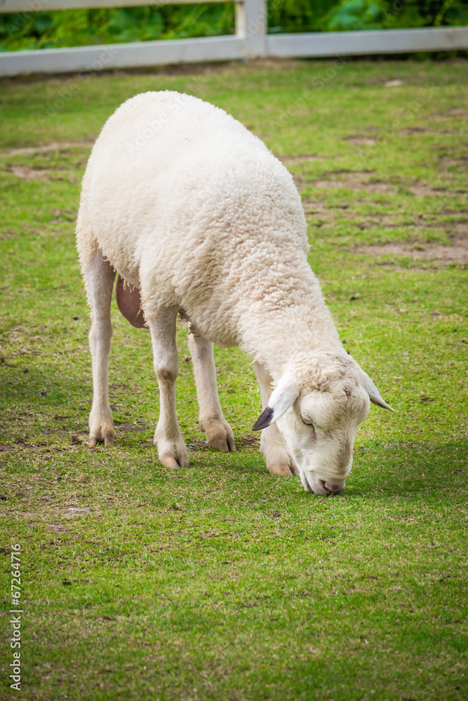 Obraz premium White sheep in the field
