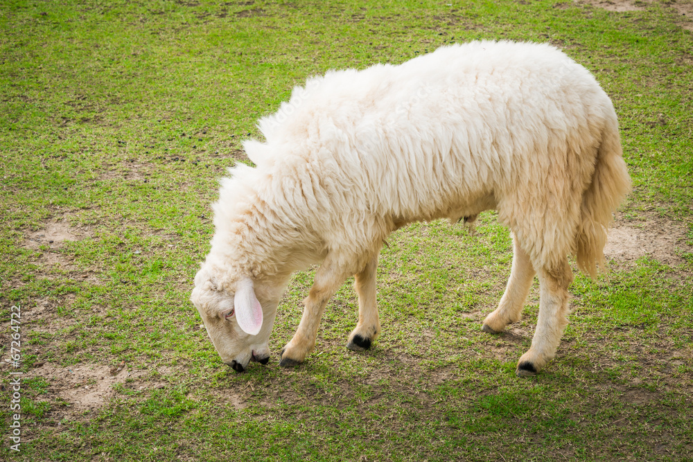 White sheep in the field White sheep in the field