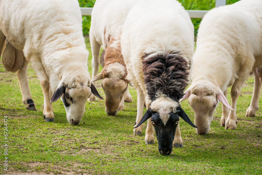 Obraz premium White sheep in the field
