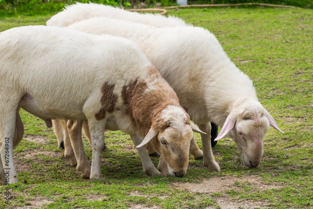 Obraz premium White sheep in the field