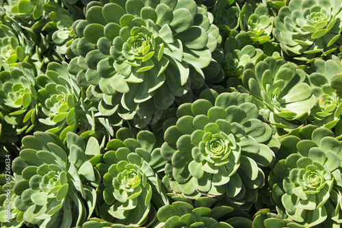 healthy green succulent plant crassulaceae photo