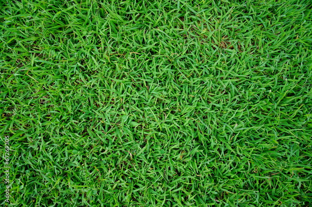 Green Grass background