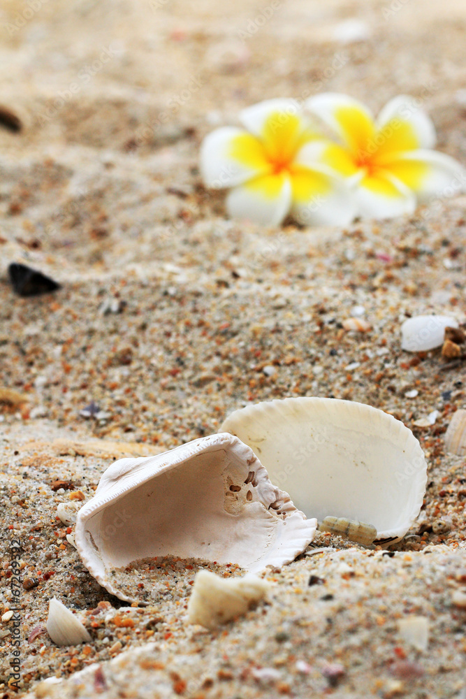 White frangipani flower and shell on sand.