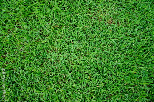 Green Grass background